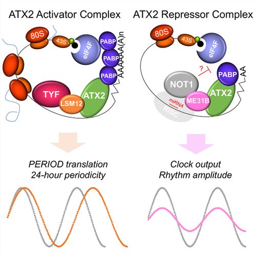 그림설명 - Ataxin-2 결합단백질의 종류에 따른 단백질 복합체의 기능변화(왼쪽) Lsm12의 분자어댑터 기능에 의한 Ataxin-2/Lsm12/twenty-four 단백질 복합체 형성과 period 단백질 합성 촉진에 의한 24시간 주기성 모델(오른쪽) Ataxin-2/me31B/Not1 단백질 복합체의 RNA 분해 및 단백질 합성 저해 기능을 통한 생체리듬 조절 신경 펩타이드의 일주기적 분비 및 수면 주기의 지속성 모델