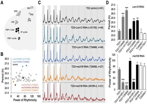 그림설명 - 형질전환 초파리의 일주기성 행동분석을 통한 새로운 생체시계 유전자 발굴 A. 생체리듬을 조절하는 초파리 뇌의 생체시계 신경세포 지도B. 일주기성 동물행동의 주기성과 지속성을 조절하는 새로운 생체시계 유전자 발굴을 위한 행동유전학적 유전자 탐색 결과C-D. Lsm12 및 me31B 유전자의 신경세포 특이적 발현 저해에 의한 일주기성 동물행동의 정량적 변화 분석