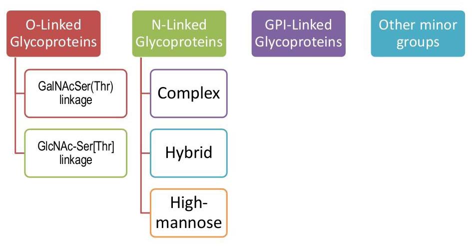 ▲ 표2. classes of glycoprotein
