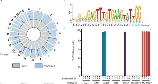 ▲ IBS 연구진은 자체적으로 개발한 절단 유전체 시퀀싱(Digenome-seq) 분석법을 활용해 크리스퍼 유전자가위가 표적인 MYBPC3 변이 유전자 외 비표적 위치에 작용하는지 분석했다. 그 결과, 표적 이탈 효과 없이 유전자가위가 오작동하지 않음을 확인했다.