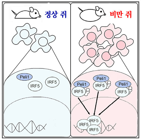(그림설명: 비만 쥐는 대식세포내에 증가된 펠리노-1이 IRF5와 결합해 지방조직의 염증을 유도하고 당뇨병을 유발시킨다)