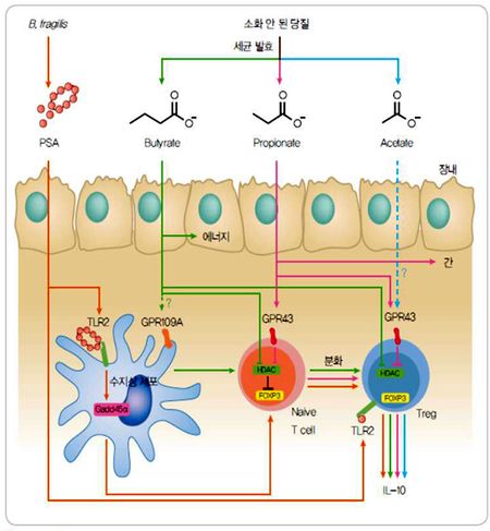 그림 1. 장내 세균에 의한 단쇄 지방산 생산과 Treg 조절(Hoeppli RE: Front Immunol, 2015)