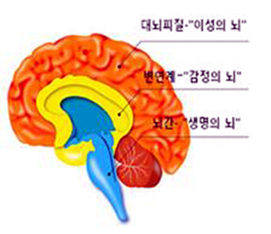 ▲ 뇌의 3층 구조