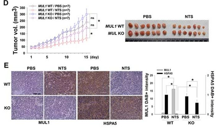 (그림1) 종양동물모델에서 플라즈마 처리수의 항암효능 검증 - MUL1 유전자가 있는 야생형 두경부 암세포 (WT)와 제거된 암세포 (KO)를 각각 누드마우스에 이식한 후 플라즈마 처리수를 매일 처치하여 항암효능을 검증하였음. 플라즈마 처리수는 MUL1 유전자가 제거된 종양에서는 효능이 반감되었음.