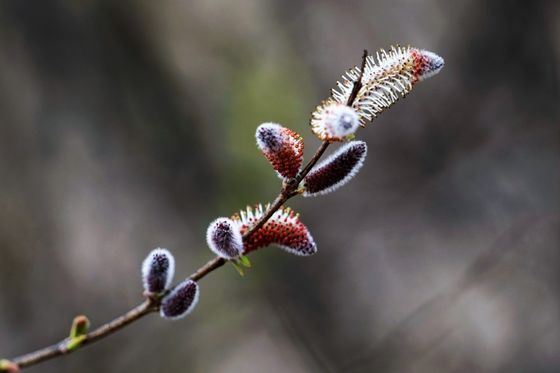 ▲ 봄을 알리는 ‘버들개지(Salix gracilistyla miq)’ photo _ 김정호(포토저널 고양지사장)