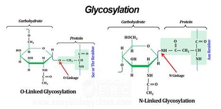 ▲ 그림 2. Glycosylation