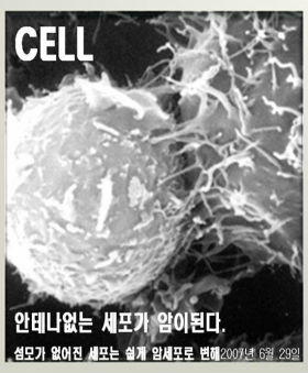 그림2. 섬모의 변화가 암세포