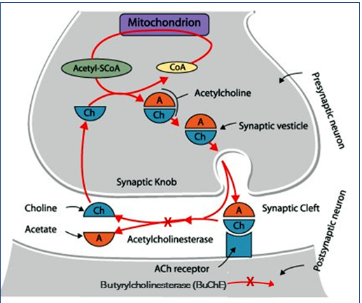 ▲ 그림 3. Mechanism of Cholinesterase Inhibitor in Alzhemer’s brain / 출처 : http://www.seehint.com/word.asp?no=11611