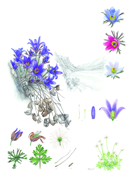▲ 동강의 봄내음을 전하는 동강할미꽃, 39.4cmx54.5cm, Watercolor