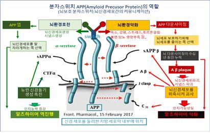 ▲ 그림 1. Role of APP as brain protection switch in toxic environment / 출처 : Front. Pharmacol, 15 February 2017