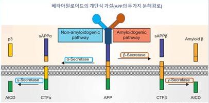 ▲ 그림 2. Two pathways of amyloid β peptides generation / 출처: Cell Stress, Vol. 2, No. 7, pp. 150 - 161; doi: 10.15698/cst2018.07.143