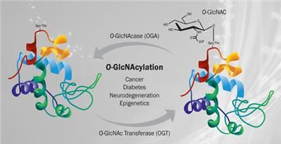 그림 6. O-GlcNAcylation: New tools to investigate this important posttranslational modification. / 출처: https://www.rndsystems.com/product-highlights/o-glcnacylation-new-tools-investigate–important-post- translational-modification 