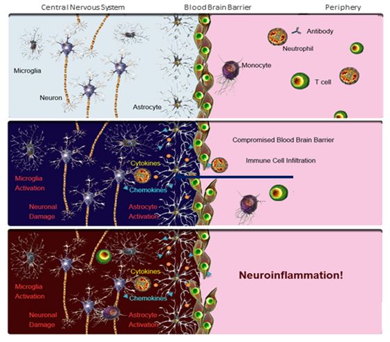 ▲ 그림 3. Mechanism of neuroinflammation in brain./출처 : https://www.biolegend.com/neuroinflammation