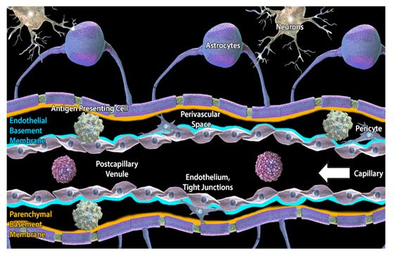 ▲ 그림 4. Structure of neuroglia cell in brain./출처: https://www.biolegend.com/neuroinflammation