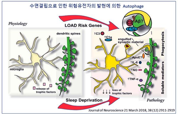 ▲ 그림 2. Risk of gene expression by sleep deprivation in Alzheimer’s disease. 출처 : Journal of Neuroscience, 38(12), 2018, 2911-2919