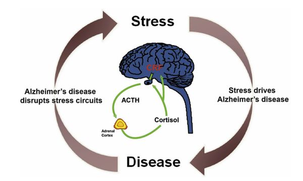 ▲ 그림 3. Vicious cycle of stress. 출처 : Neurobiol Stress, Feb. 8, 2018.