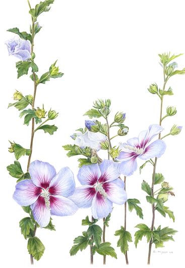 ▲ 무궁화 블루 1(Hibiscus syriacus L.) 297*420mm, watercolor pencil