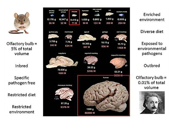 ▲ 그림 3. Difference in human brain and mouse’s./ 출처 : openi.nlm.nih.gov/detailedresult.php?img=PMC2776484_fnhum-03-031-g003&req=4