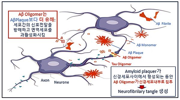 ▲ 그림 4. The soluble oligomers are synaptotoxic rather than Aβ plaques./ 출처 : https://www.pharmaceutical-journal.com/news-and-nalysis/infographics/closing-in-on- alzheimers?disease/20069081.article