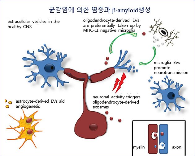 ▲ 그림 1. Inflammation and β-amyloid production by bacterial infection. 출처 : Brain, Behavior, Immunity, June 10, 2017