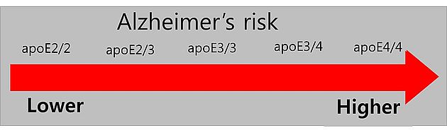 ▲ 그림 8. ApoE4 and Genetic Mediated Risk of Alzheimer's Disease./ 출처 : May 25, 2018 admin Alzheimer’s Brain/Cognitive Conditions.