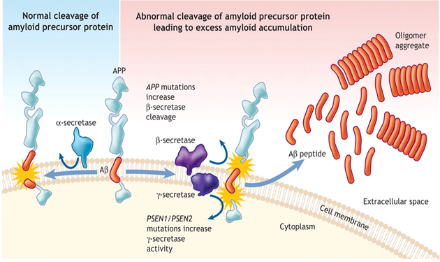 ▲ 그림 1. The amyloid precursor protein (APP) is a transmembrane protein that can undergo a series of proteolytic cleavage by γ-secretase enzymes./ 출처 : CMAJ 178 (5) 548-556, February 26, 2008