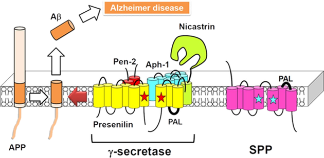 ▲ 그림 3. Schematic depiction of γ-secretase. / 출처 : Journal of Biological Chemistry, August 2013