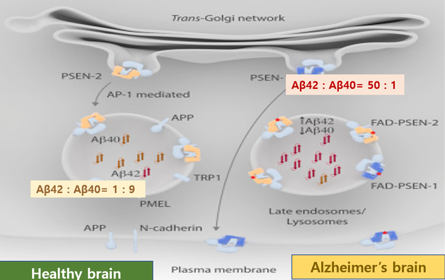 ▲ 그림 5. Alzheimer's Disease: The Role of Presenilin. / 출처 : Neuroscience, JUN 16, 2016
