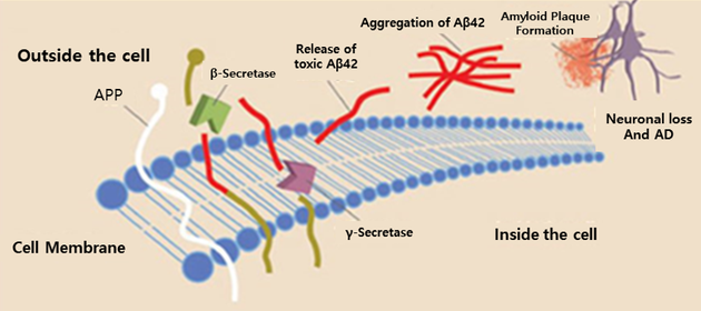 ▲ 그림 6. Production of β-amyloid (Aβ) and neuronal loss. / 출처 : cnsspectrums.com/userdocs/articleimage(62)/Christensen
