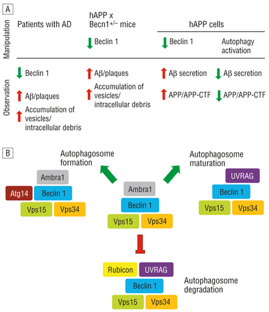 ▲ 그림 8. The role of Beclin1 in autophagy and Alzheimer’s dementia. / 출처 : Archneurol, 67 (10), Oct. 2010