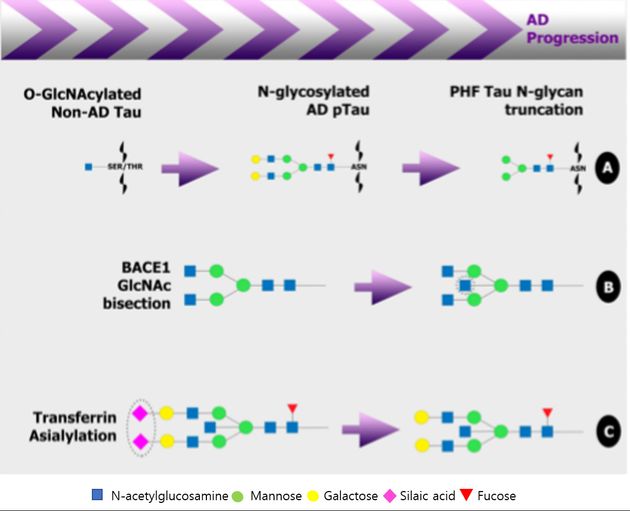 그림 5. Examples of glycan alterations in disease related glycoproteins in Alzheimer’s disease (AD)./ 출처 : Medicines 2019, 6, 92 4 of 21