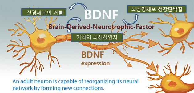 그림 3. Role of BDNF (Brain-Derived-Neurotrophic-Factor)./ 출처 : By Stephanie Liou 26 Jun, 2010 Neurotrophic Factors.