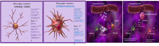 그림 2. Types of cytokines and roles of microglia. / 출처 : https://www.biolegend.com/microglia