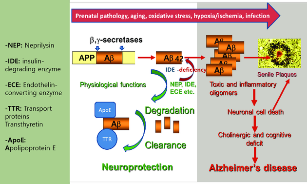 그림 6. Schematic representation of the processes promoting the development of Alzheimer’s disease./ 출처 : Evolutionary Physiology and Biochemistry - Advances and Perspectives/ page 214