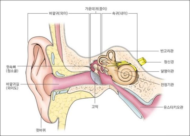 귀는 신비의 기관으로 첨단첩보가관이다. 우리 몸의 평행을 유지해주기도 하지만, 소리 속에 숨은 의학을 생체에 전달해 건강을 유지시켜준다.