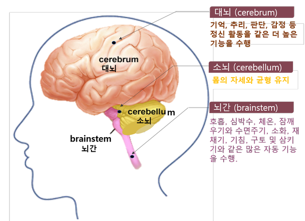 1. The brain has three main parts: the cerebrum, cerebellum and brainstem. /출처: http://www.mayfieldclinic.com/pe-anatbrain.htm