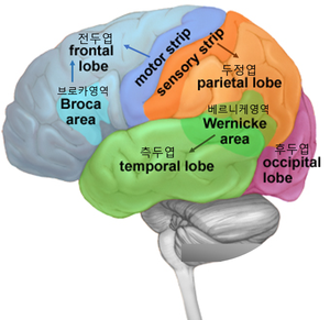 3. The cerebrum is divided into four lobes: frontal, parietal, occipital and temporal./출처 : http://www.mayfieldclinic.com/pe-anatbrain.htm