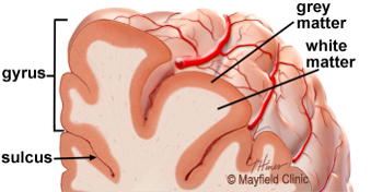 4. The cortex contains neurons (grey matter), which are interconnected to other brain areas by axons (white matter). /출처 : http://www.mayfieldclinic.com/pe-anatbrain.htm