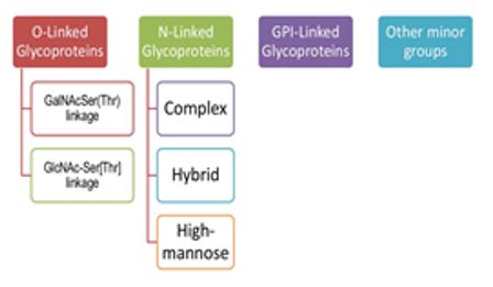 표2. classes of glycoprotein