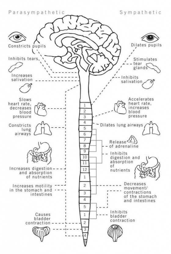 그림 3. 자율신경계(Autonomic Nervous System)의 도식적 그림과 기능