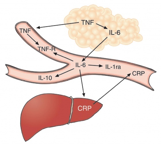 그림 1. 만성적인 낮은 수준의 전신적인 염증에 대한 모식도 - TNF-α는 지방조직에서 만들어 지는데 이것은 지방세포와 혈액 내의 단핵세포에서 IL-6의 합성을 촉진한다. IL-6는 IL-1 receptor antagonist(IL-1ra), soluble TNF receptors(sTNFR), IL-10 와 C-반응단백의 농도를 전신적으로 증가시킨다.