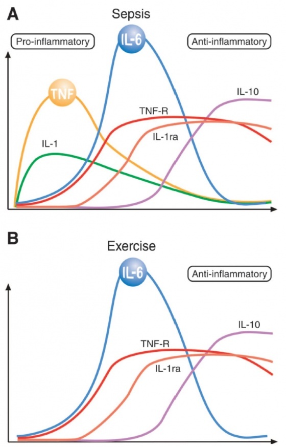 그림 2. 패혈증(A)과 운동 후(B)에 만들어 지는 IL-6의 차이 - A. 패혈증에서는 처음 몇 시간 만에 TNF-a, IL-1, IL-6, IL-1ra, TNF-R, and IL-10가 만들어 진다. B. 운동한 후에는 IL-6가 매우 증가한 후에 IL-1ra, TNF-R, and IL-10가 만들어진다.