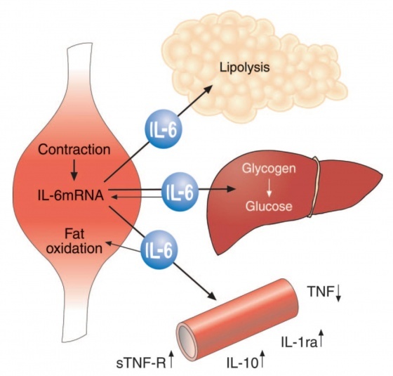 그림 3. 수축하는 근육에서 만들어진 IL-6의 전신적인 효과 - 운동해서 만들어진 IL-6는 지방조직을 분해하고 지방을 산화해서 대사시켜주며 포도당의 항상성을 유지한다. 뿐만 아니라 IL-6는 강력한 항염효과를 보이고 TNF에 의하여 유도된 인슐린 저항성을 감소시킨다. sTNF-R(soluble TNT receptor)